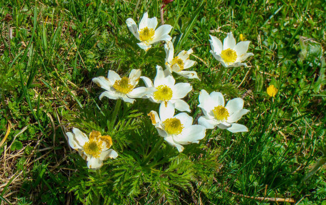 Steindlwald - Photo 32